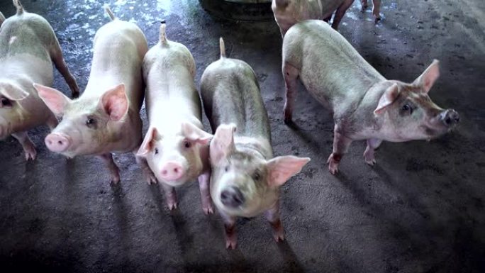 泰国农场里的猪。养猪泰国农场里的猪