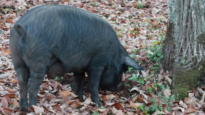 贾布戈的伊比利亚猪在栗叶之间狂奔，秋天的塞拉德阿拉塞纳，韦尔瓦