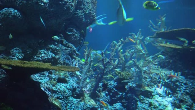 热带海底的咸水鱼和珊瑚礁