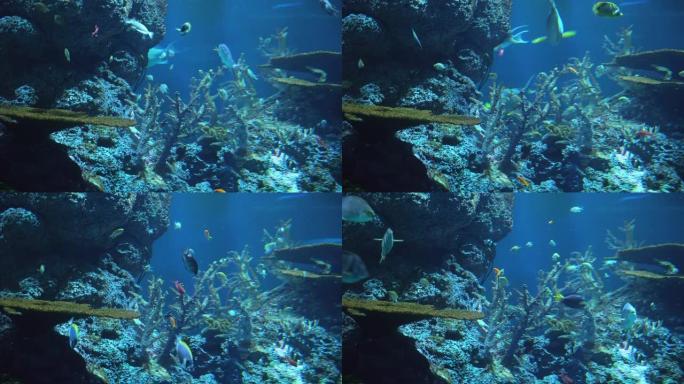 热带海底的咸水鱼和珊瑚礁