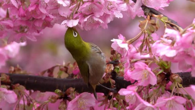 日本白眼和樱花日本白眼和樱花小鸟