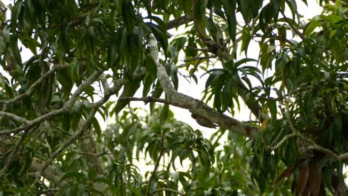 啄木鸟攀爬并倒挂在大树枝上
