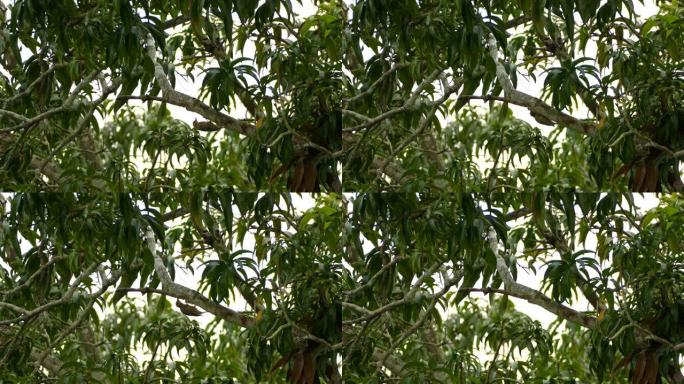 啄木鸟攀爬并倒挂在大树枝上