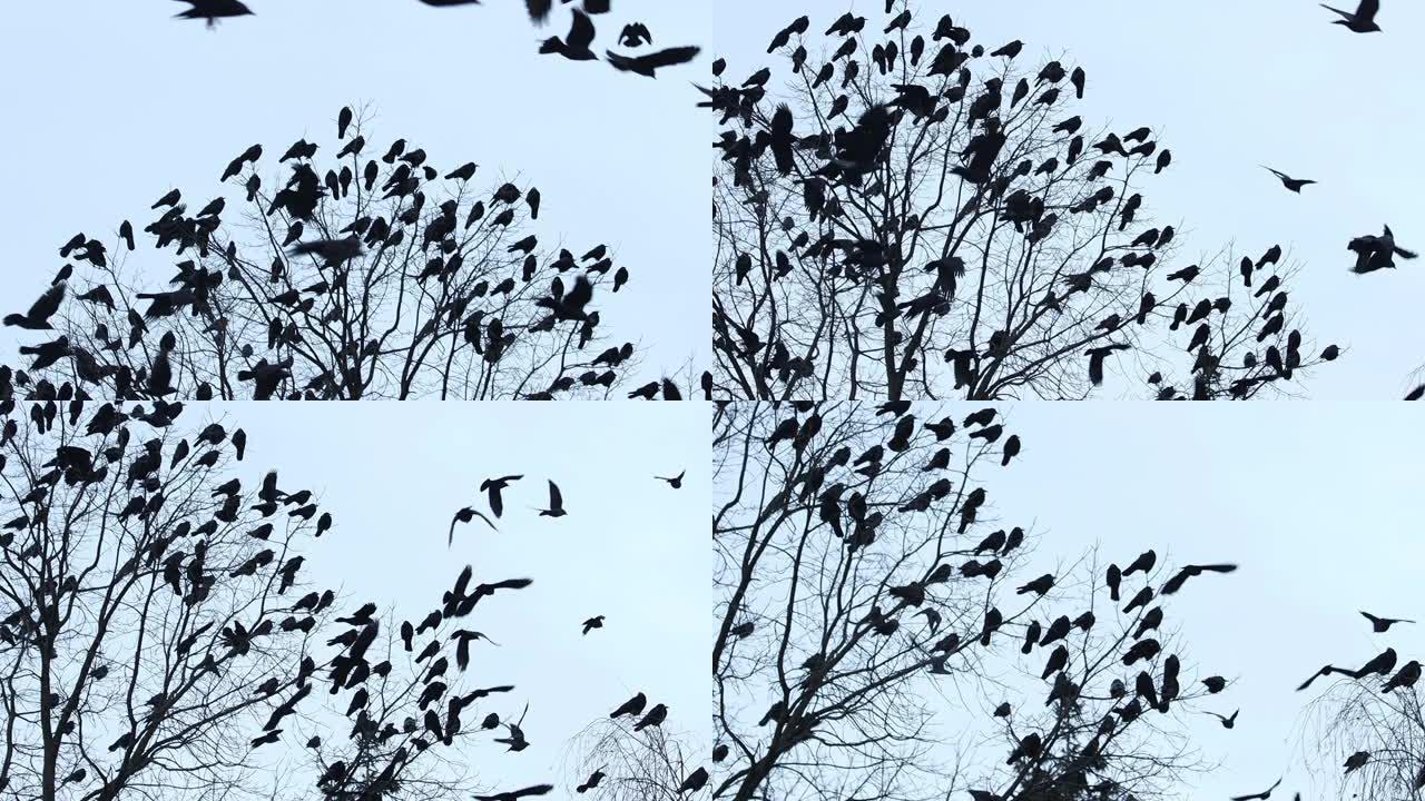 一群黑鸟飞翔，坐在慢动作树上