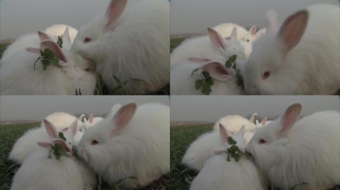 白色兔子一起吃草的特写