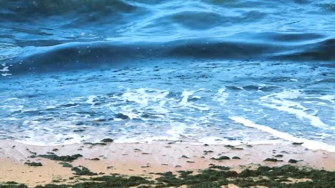 蓝藻海洋污染与沙滩上的环境污染