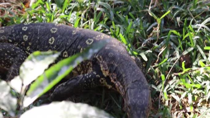 大型爬行动物蜥蜴亚洲水监视器，锋利的爪子在绿草公园或花园里行走或爬行