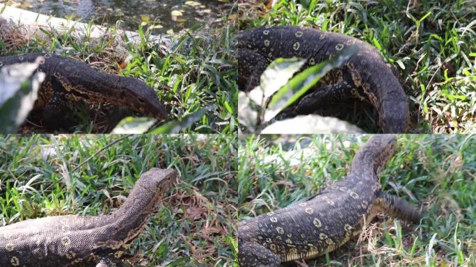 大型爬行动物蜥蜴亚洲水监视器，锋利的爪子在绿草公园或花园里行走或爬行