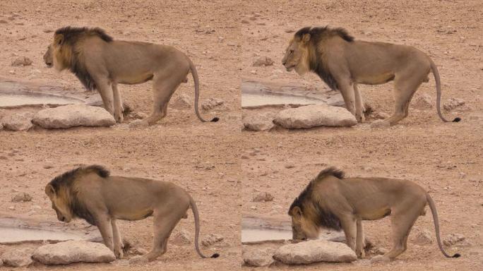 雄狮在水坑喝酒母狮喝水