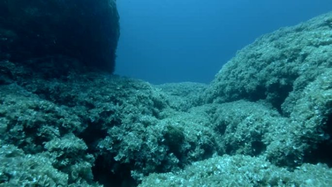 慢动作，水下景观岩石底部覆盖着棕色藻类孔雀的尾巴 (Padina pavonica) 摄像机缓慢向前