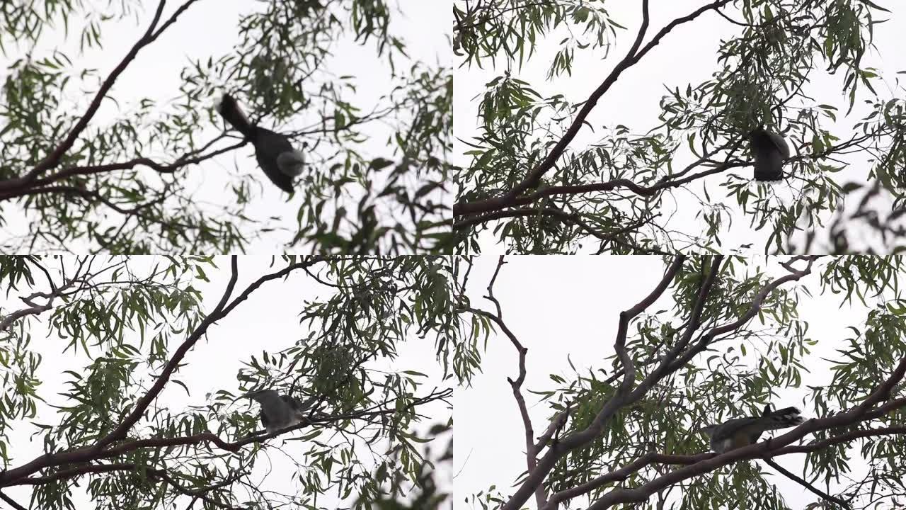 年轻的频道-树枝上的杜鹃和玩乌鸦喂养他，附近的杜鹃