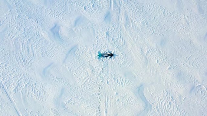 一家人在森林的空地上做一个雪天使的身影。一个女孩和一个男孩躺在雪地上的航拍。