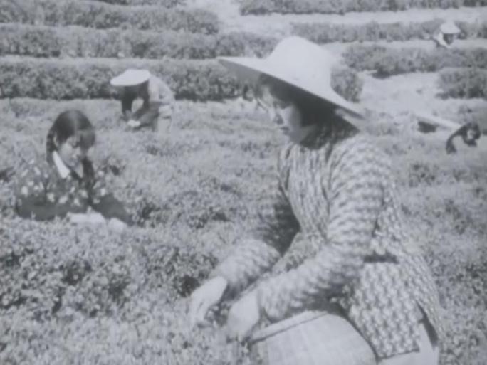 60年代 龙井茶叶 茶农 采摘茶叶