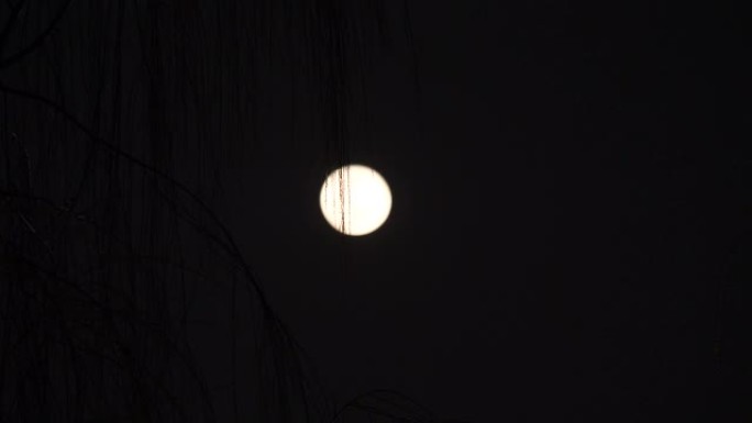 夜色明月背景下的柳枝在风中摇曳的剪影，4k镜头，聚焦在树上。