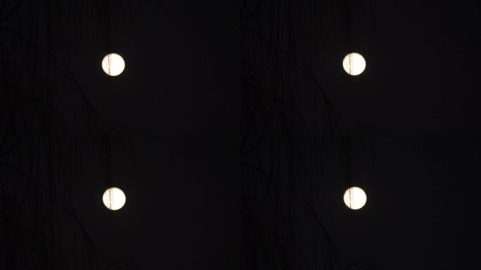夜色明月背景下的柳枝在风中摇曳的剪影，4k镜头，聚焦在树上。