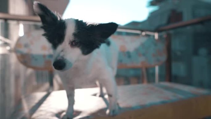 健康的俄罗斯梗杂种狗杰克·罗素 (Jack Russel) 在阳台上，刺眼，阳光耀斑。