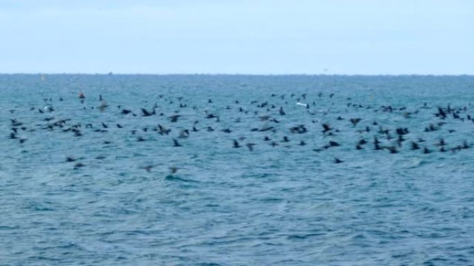 一群候鸟在海上大雁南非海面宁静蓝蓝的海水