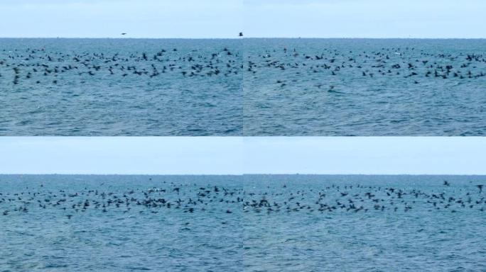 一群候鸟在海上大雁南非海面宁静蓝蓝的海水