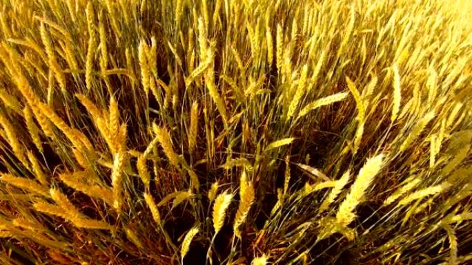 在野外俯视农业上，小麦的成熟黄穗在风中摇晃