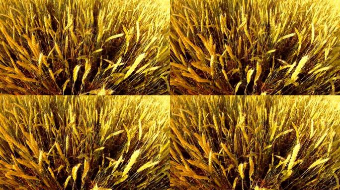 在野外俯视农业上，小麦的成熟黄穗在风中摇晃
