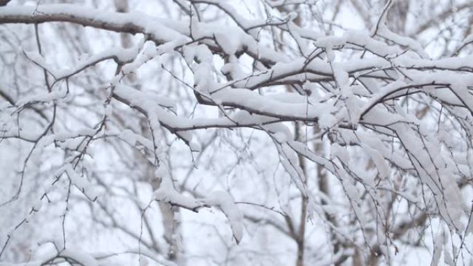 白桦树树枝下的雪树树枝下的雪