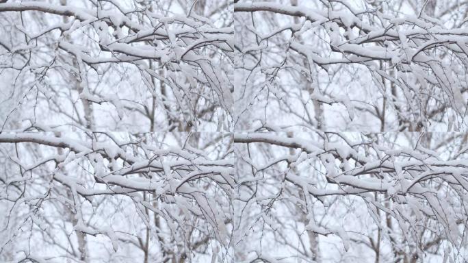 白桦树树枝下的雪树树枝下的雪