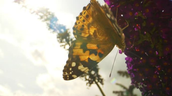 帝王蝶在紫色花朵上觅食的特写视频