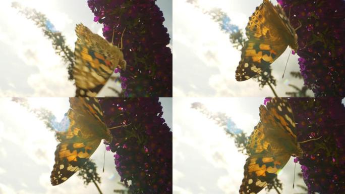 帝王蝶在紫色花朵上觅食的特写视频