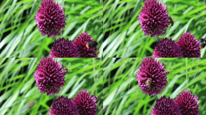 黑葱属紫罗兰花蜜蜂