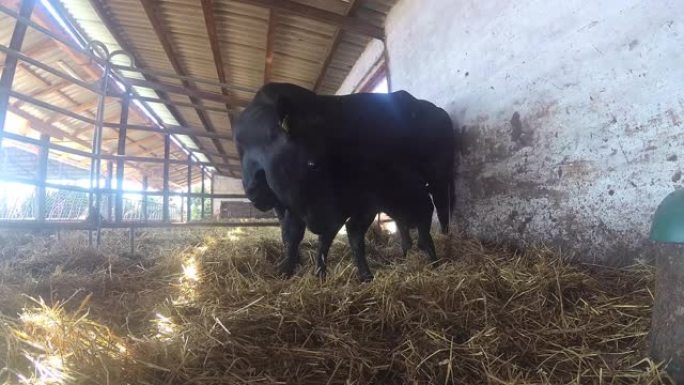 母牛出生后带小牛母牛出生后带小牛养殖牛