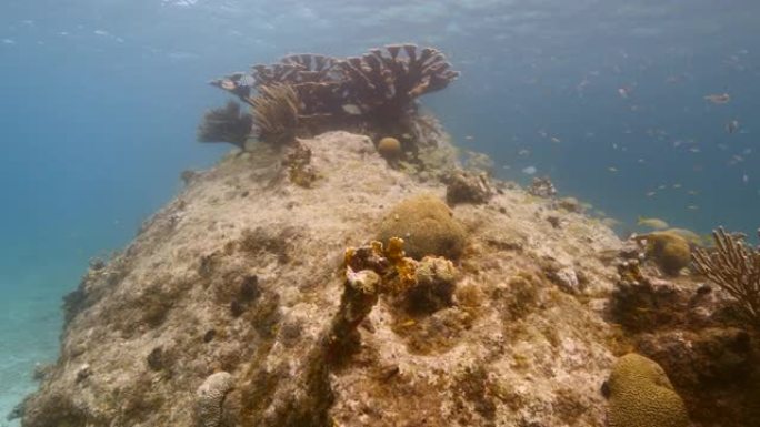 加勒比海/库拉索岛珊瑚礁浅水中的海景，潜水员，埃尔克霍恩珊瑚，鱼，珊瑚和海绵