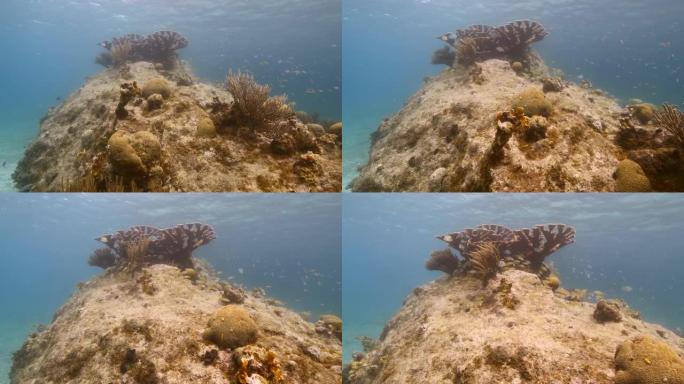 加勒比海/库拉索岛珊瑚礁浅水中的海景，潜水员，埃尔克霍恩珊瑚，鱼，珊瑚和海绵