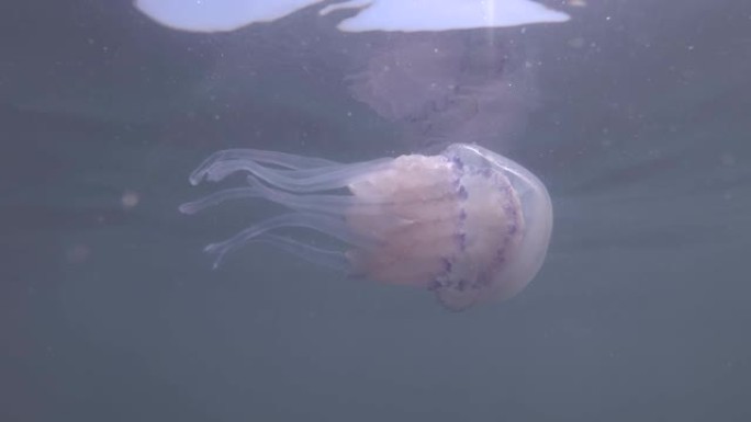 桶状水母 (Rhizostoma pulmo) 在水面下的蓝色水中游泳。水下拍摄，特写。黑海