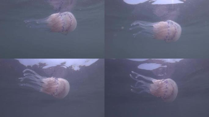 桶状水母 (Rhizostoma pulmo) 在水面下的蓝色水中游泳。水下拍摄，特写。黑海