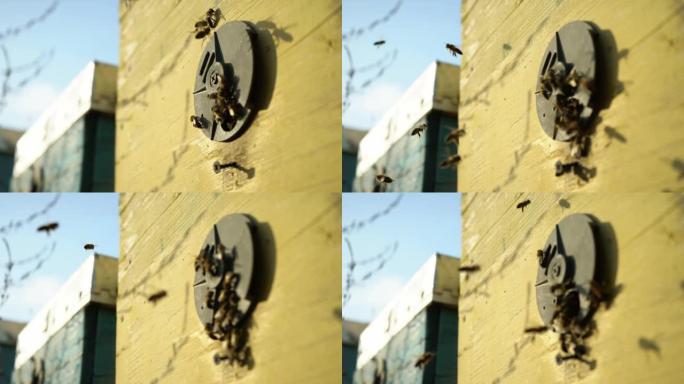 蜂巢新入口附近的蜜蜂蜂拥而至，在蜂巢周围飞来飞去。