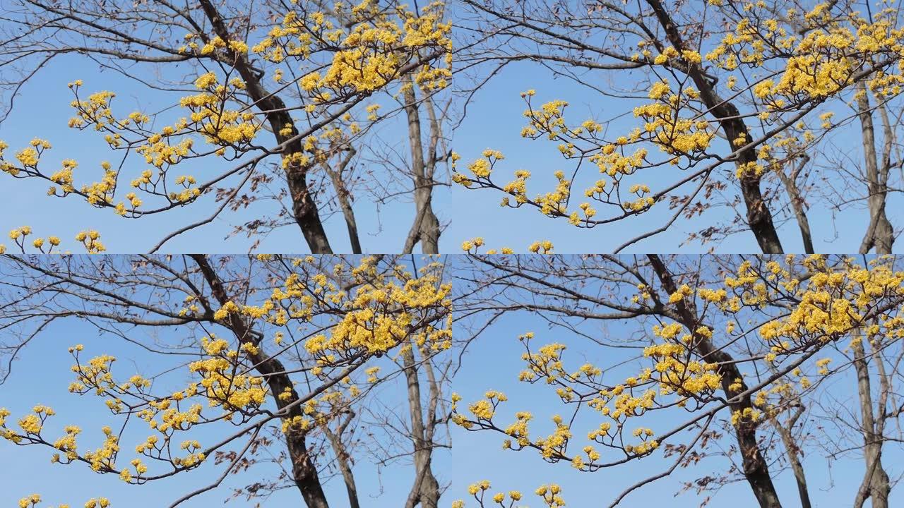 日本。三月初。春天来了。粳稻，或角果樱桃树。