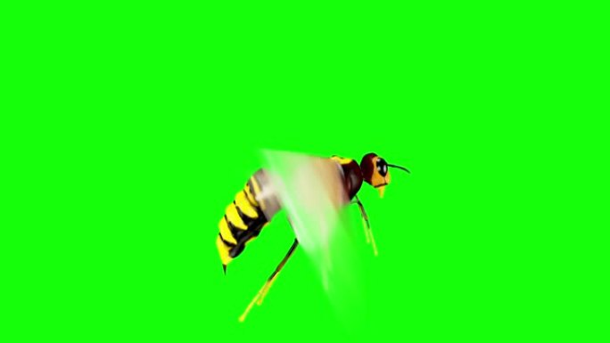 动画逼真的3D蜜蜂循环