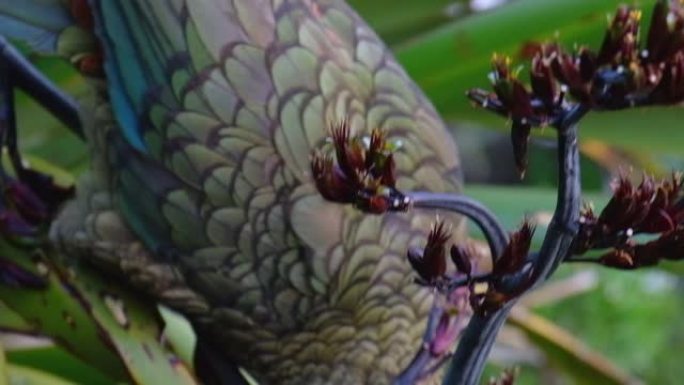 新西兰本地人假释。一只Kea鸟正在寻找食物。