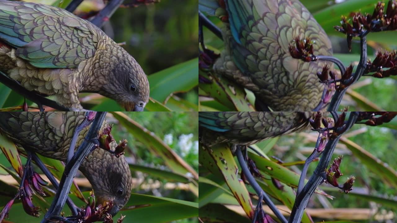 新西兰本地人假释。一只Kea鸟正在寻找食物。