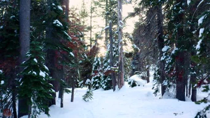 森林里的冬天。摄像机正沿着小径缓慢地向后移动。