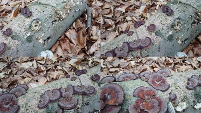 树干上的木蘑菇。