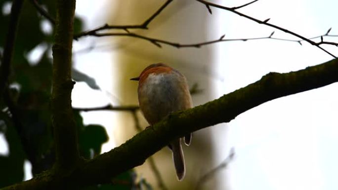 阵雨后，一只小知更鸟在树上唱歌