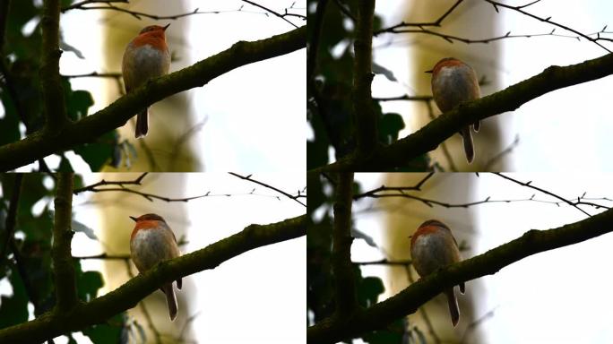 阵雨后，一只小知更鸟在树上唱歌