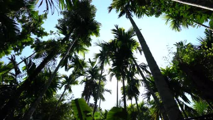 带有椰子的异国情调的棕榈树，在蓝天背景下