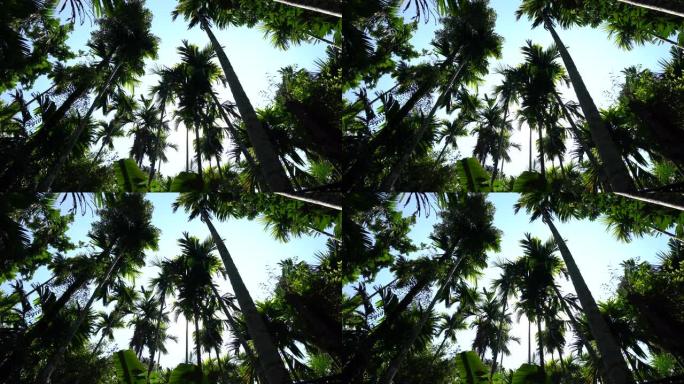 带有椰子的异国情调的棕榈树，在蓝天背景下