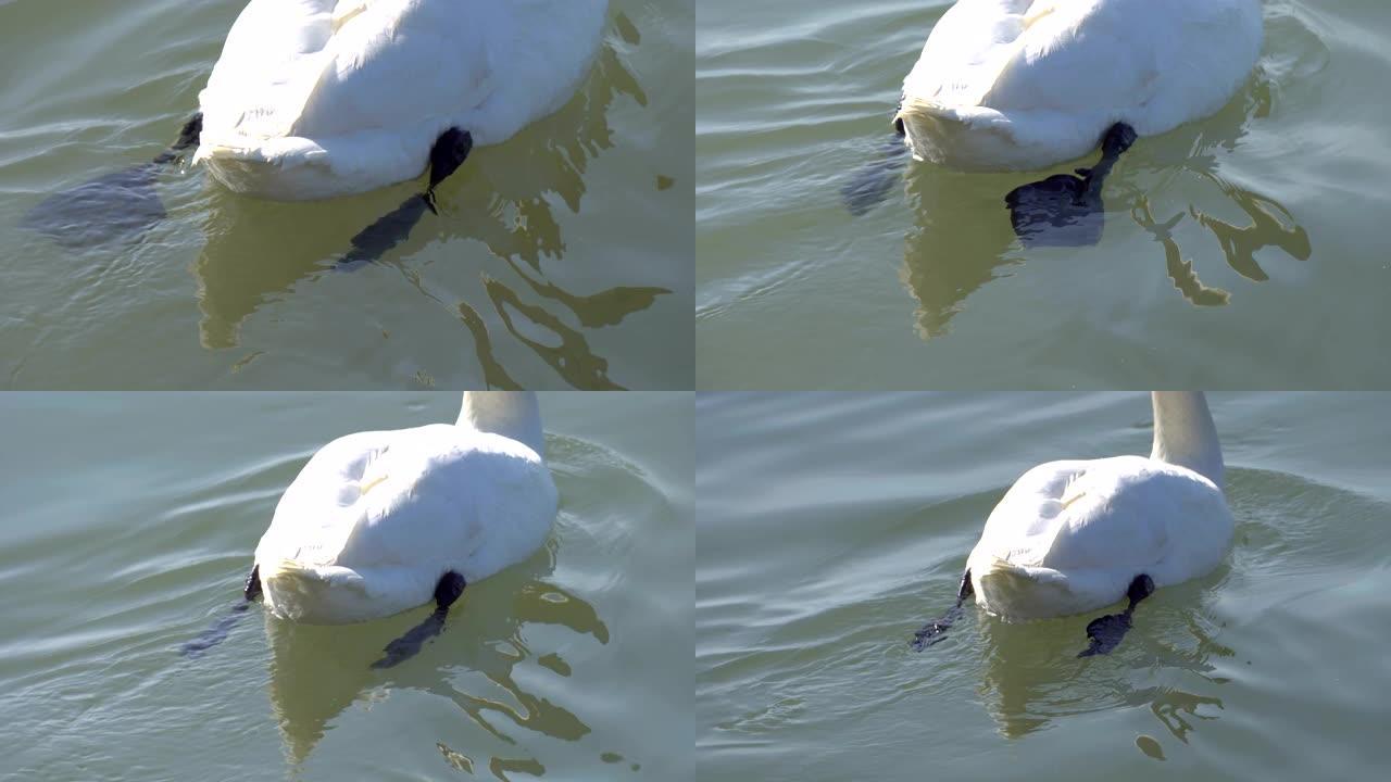 在湖中游泳时天鹅腿移动的特写视图
