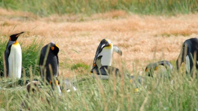 公园内的企鹅王 (Aptenodytes patagonicus) 殖民地在Porvenir镇附近命