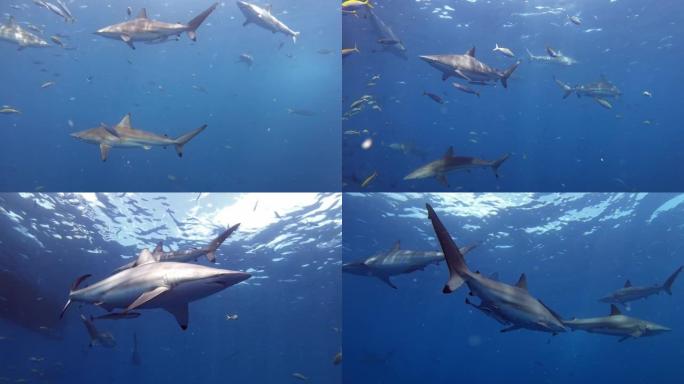 旋转鲨鱼在混浊的水中觅食