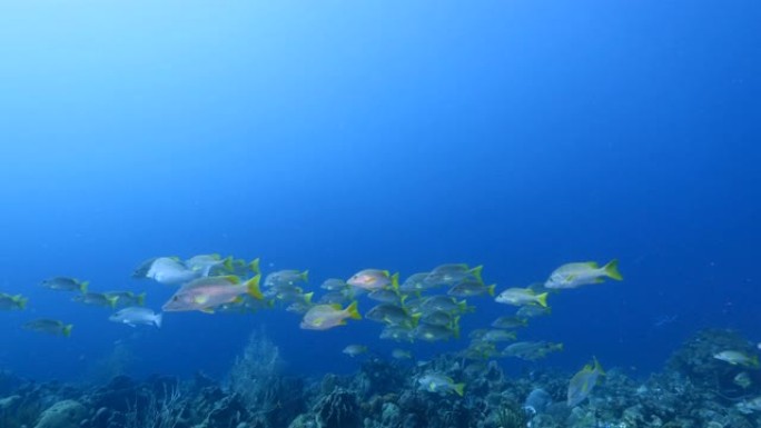 加勒比海/库拉索岛珊瑚礁绿松石水中的黄尾鲷鱼学校