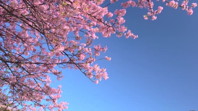 河津樱花在湛蓝的天空下